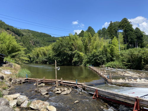 平瀬ヤナで鮎のつかみ取りの画像