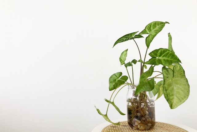 一人暮らしに観葉植物がおすすめの理由とは？種類や置き場所もご紹介！