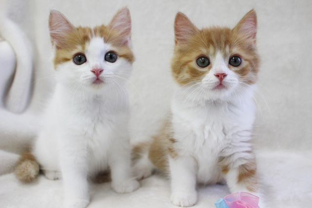 マンション飼育に向いている猫の特徴は？人気の種類や注意点を解説！の画像