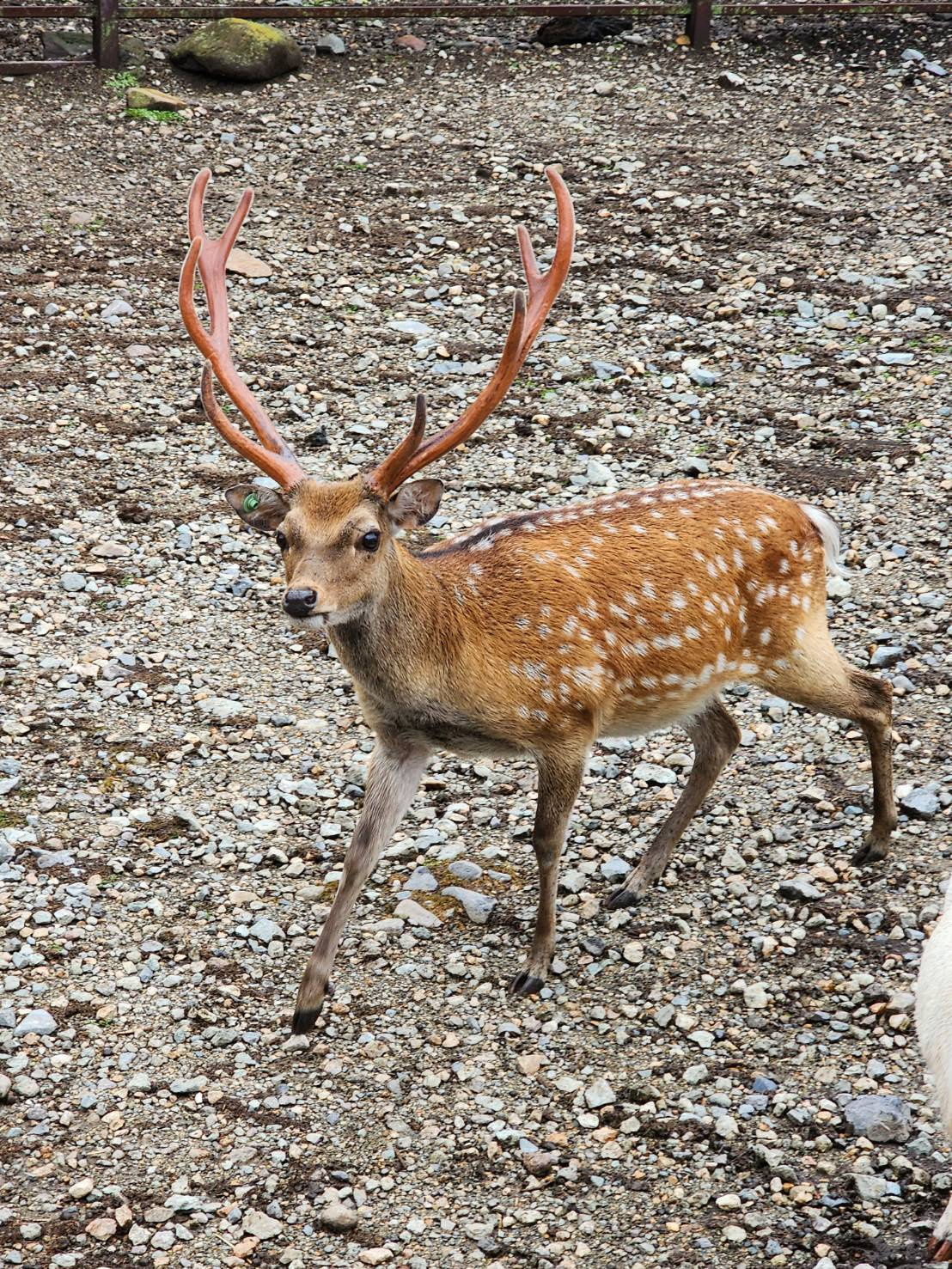 那須サファリパーク☆彡の画像