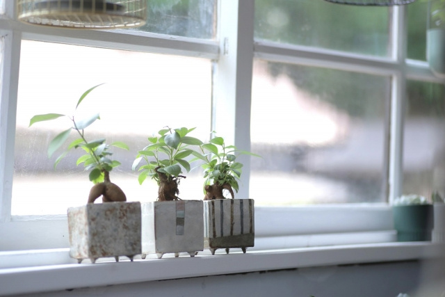 一人暮らしにおすすめな観葉植物とその理由は？おしゃれな置き場所をご紹介の画像