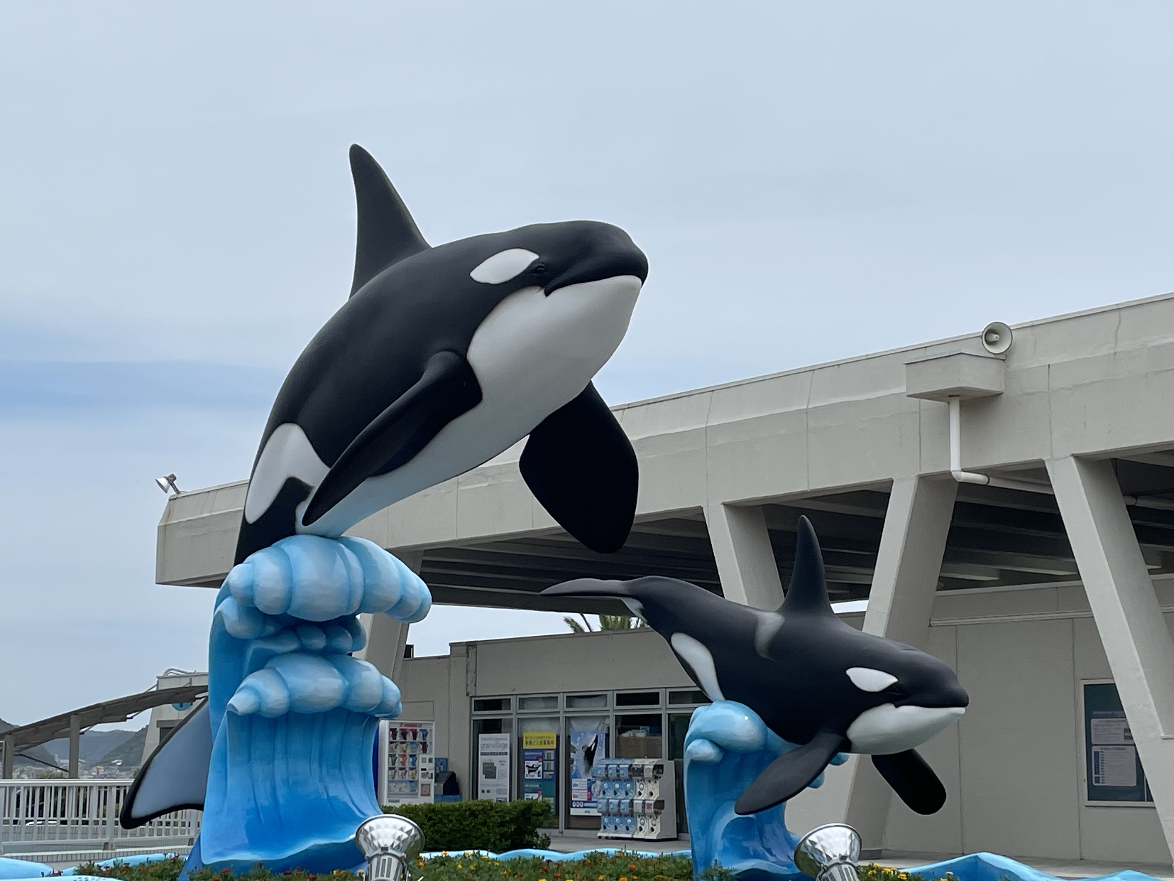 鴨川シーワールド！の画像