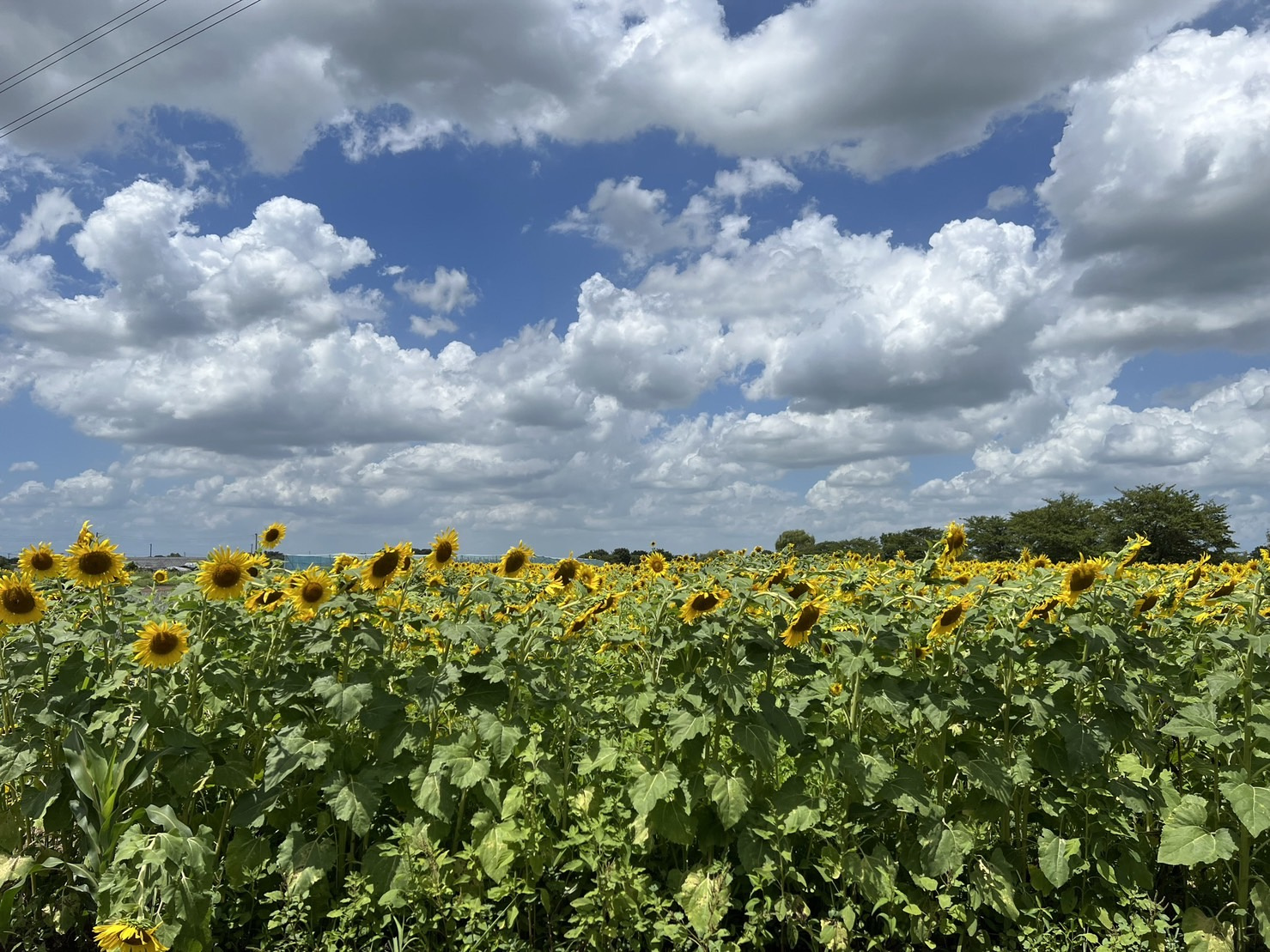 近くのひまわり畑☆彡の画像