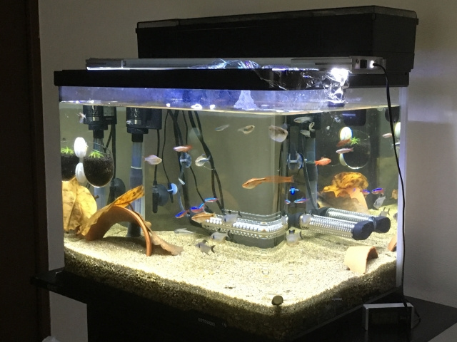 ペット不可物件でも飼えるペットは？