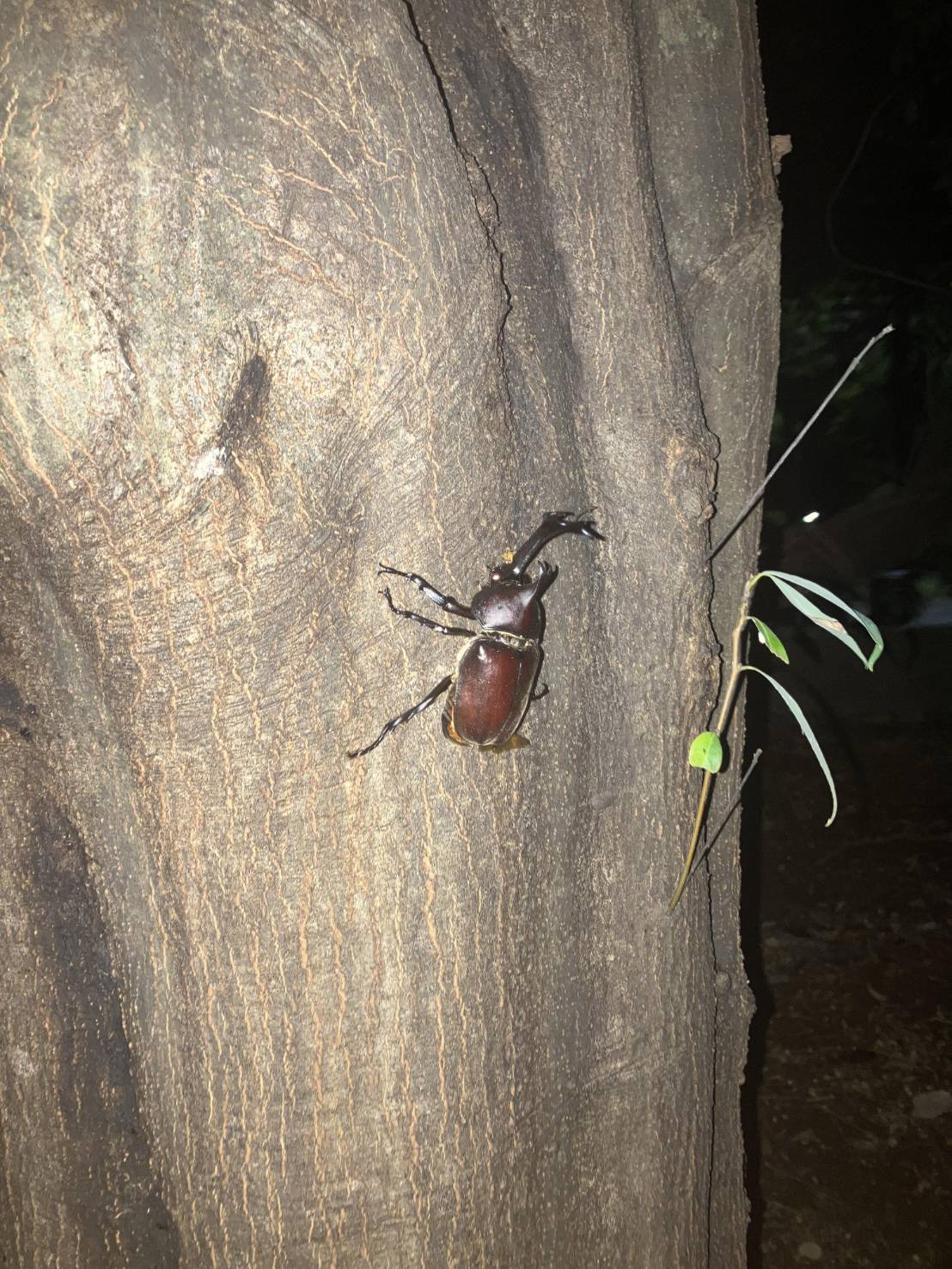 カブトムシ採取!!の画像