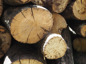 江東区にある木材・合板博物館の概要と楽しみ方を解説！の画像