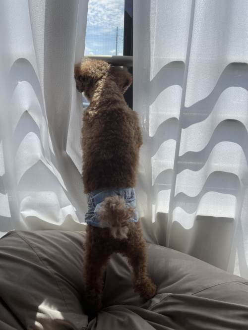 番犬の画像