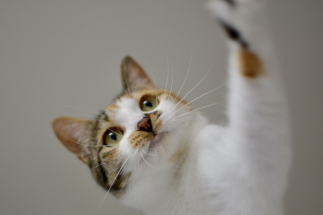 【ペット飼育可賃貸での猫の飼育】おわりに