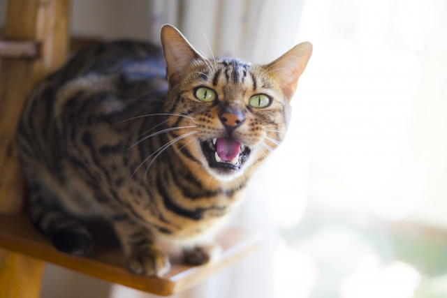 発情期のトラブルを防ぐ