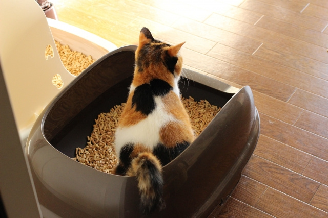 猫のニオイ対策