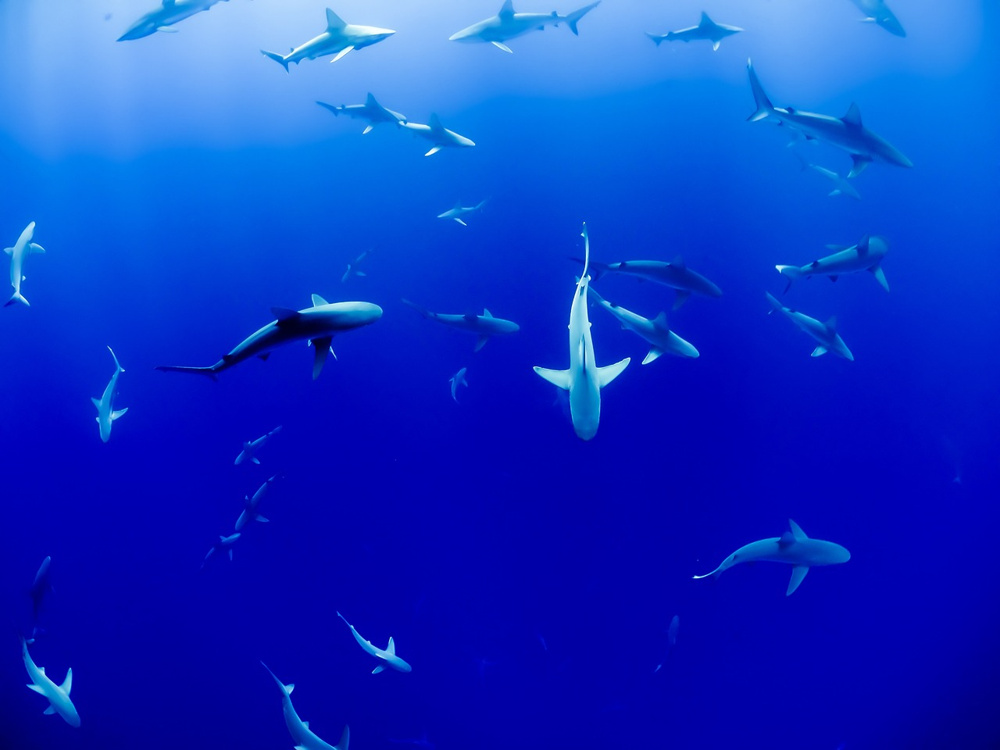 高松市にある「新屋島水族館」をご紹介！の画像