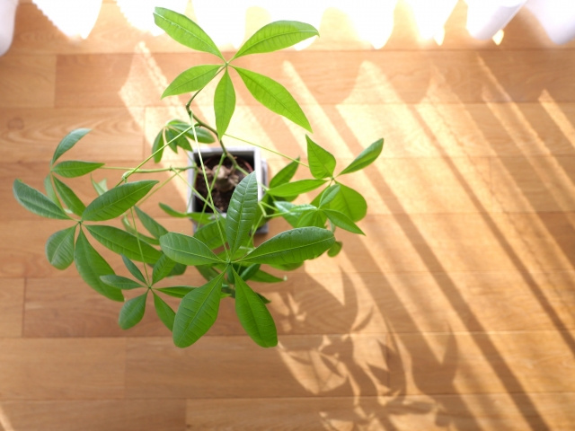 一人暮らしの住まいに観葉植物がおすすめの理由！種類や置き場所などご紹介