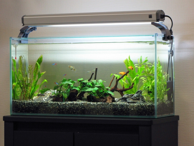熱帯魚を賃貸住宅で飼育するときの注意点