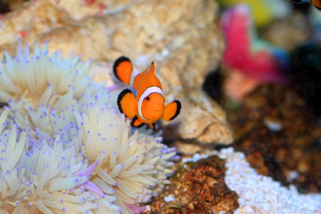 【鳴かない、匂いも出ない熱帯魚だったら飼育可能？】まとめ