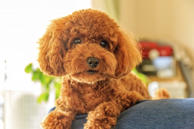 マンション飼育に向いている犬とは？人気の犬種などをご紹介
