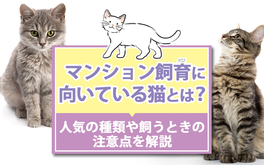 マンション飼育に向いている猫とは？人気の種類や飼うときの注意点を解説の画像