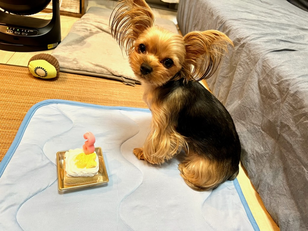 我が家愛犬　成長記録③の画像