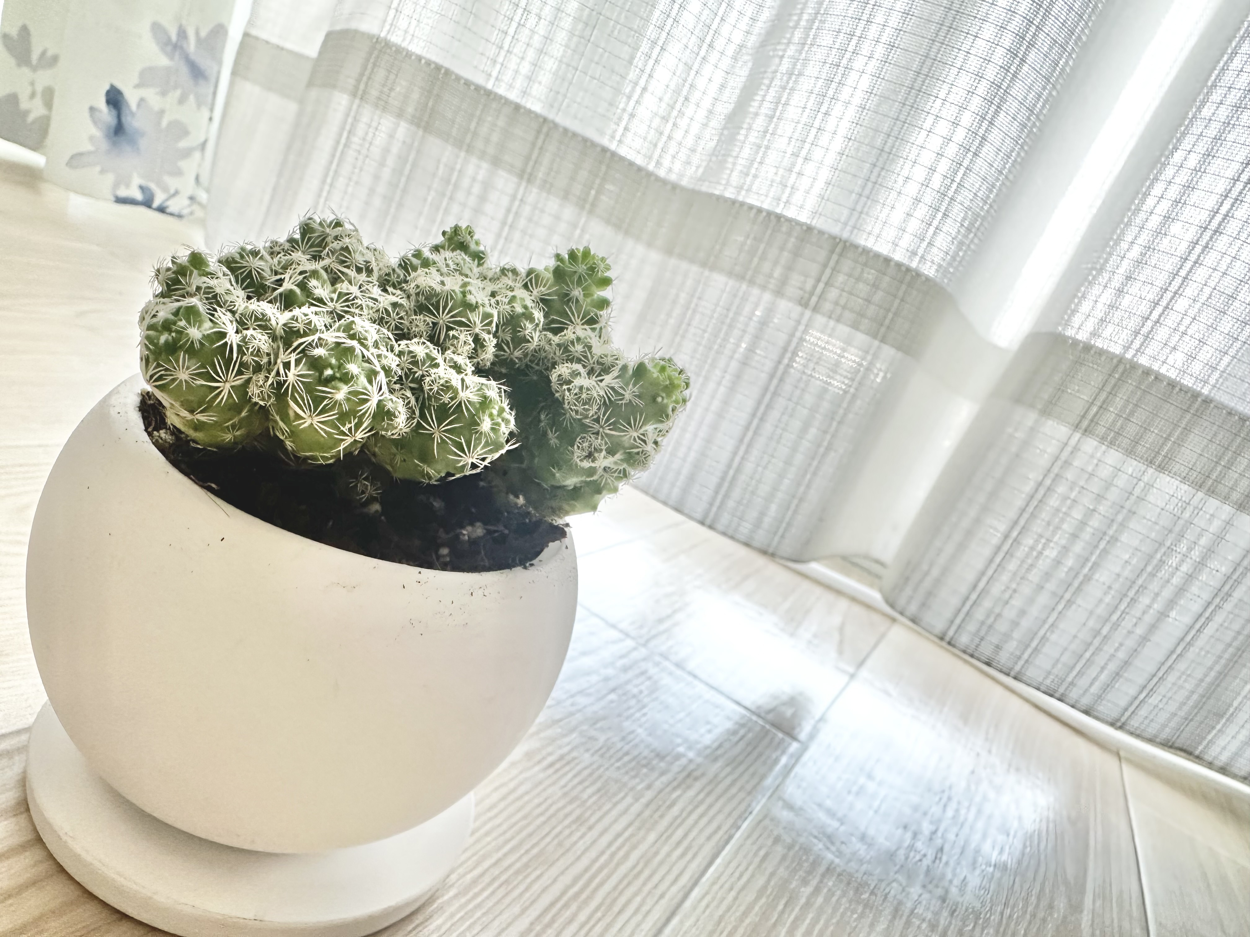 お世話してます♪の画像