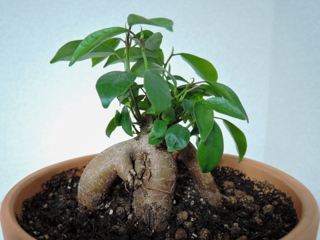 一人暮らしに観葉植物がおすすめの理由とは？おすすめの観葉植物をご紹介