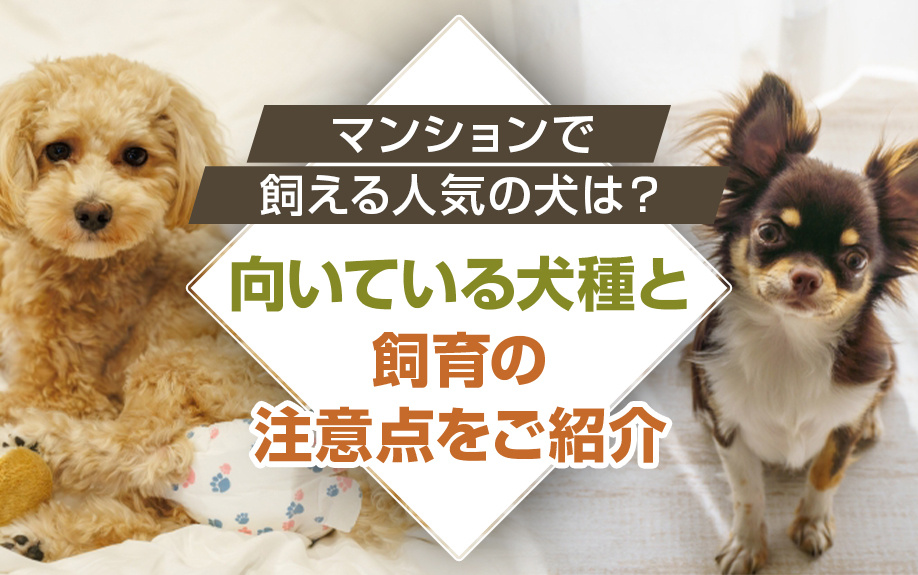 マンションで飼える人気の犬は？向いている犬種と飼育の注意点をご紹介の画像