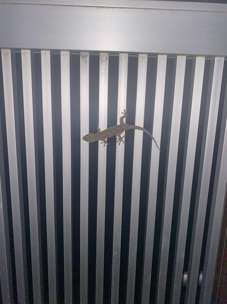 自宅でヤモリ発見！！の画像