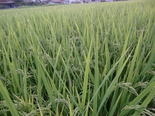 白露から秋分の画像