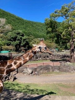 夏休みの画像