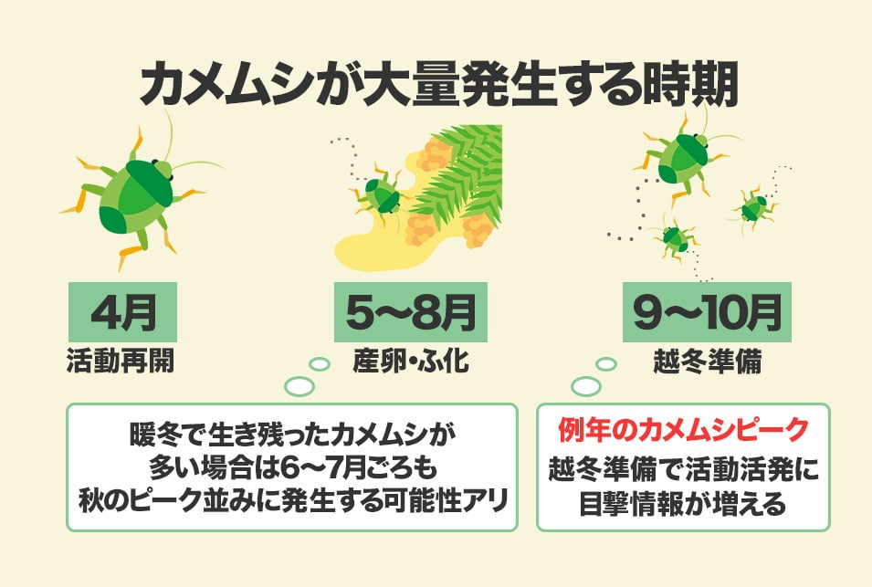 カメムシ大量発生からのその後、、、の画像