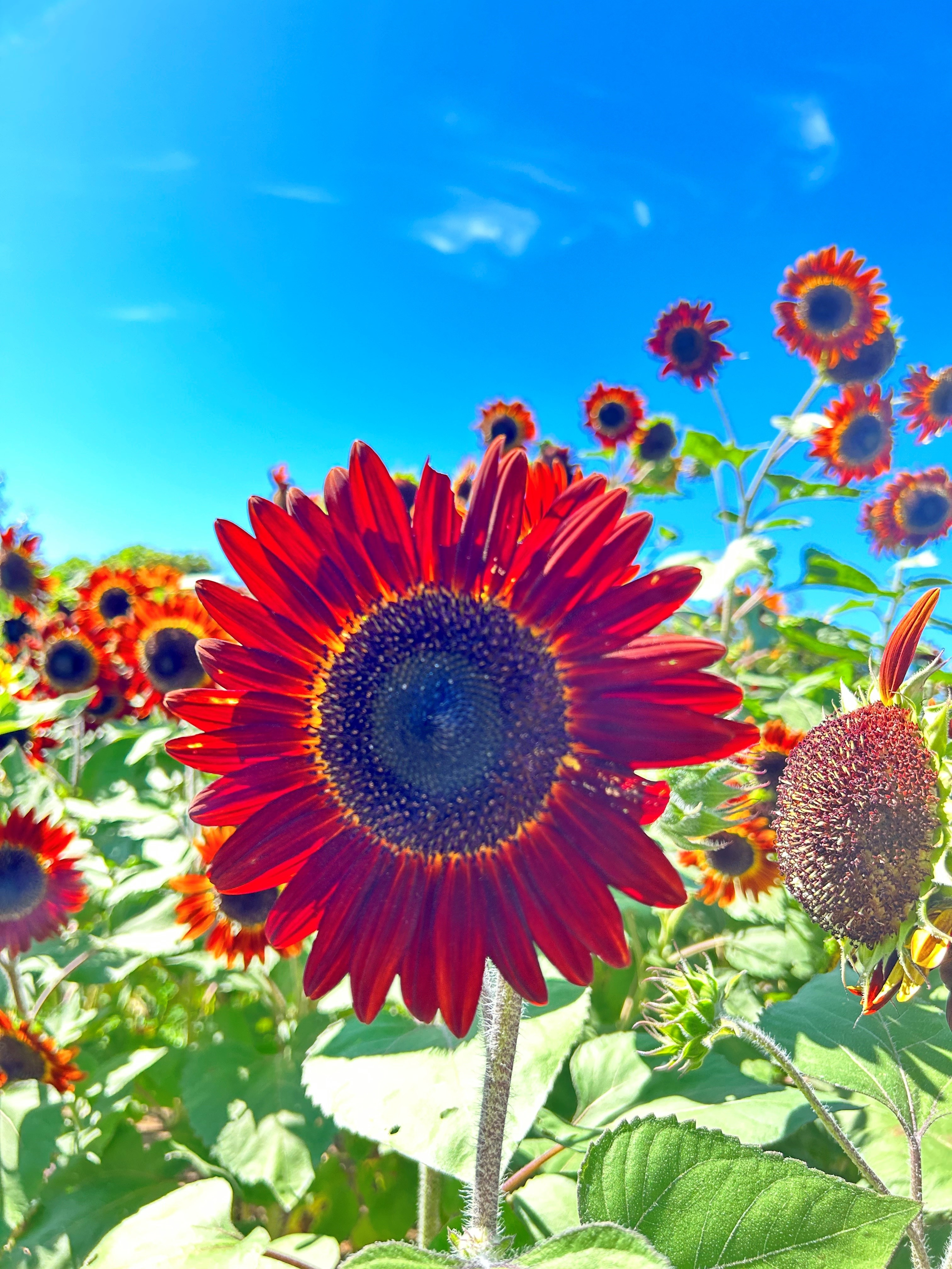 夏の花といえば！の画像