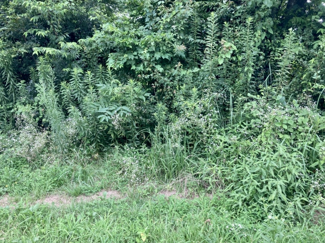 空き地の雑草対策は誰が義務を負う？放置するリスクや対策をご紹介！の画像