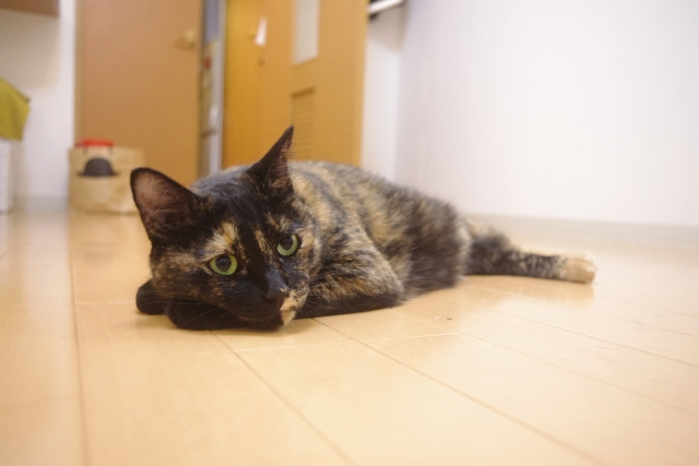 ペットがいるマンションの査定額は低い？その理由や注意点を解説