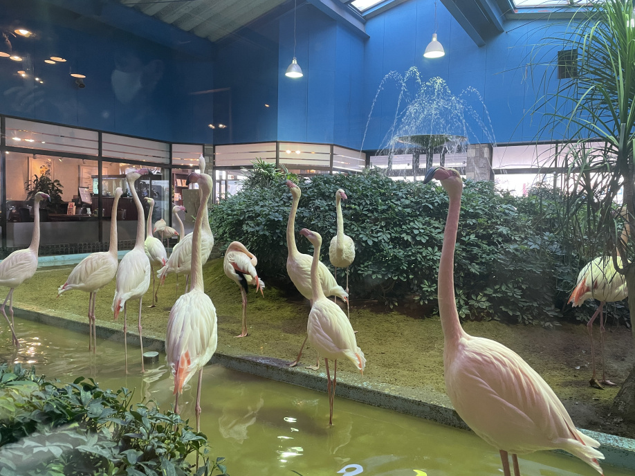 VIVAメヒコの画像