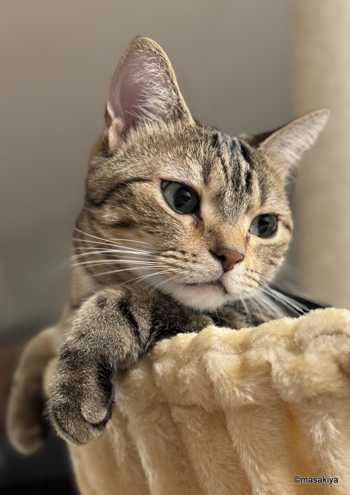 初キャットタワーの画像