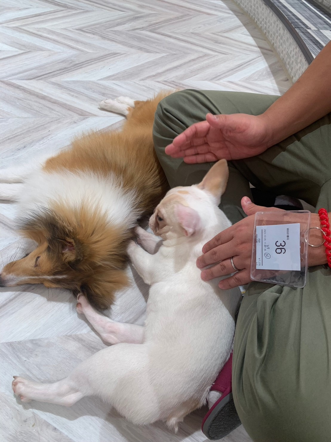 池袋の犬カフェ(*'▽')の画像