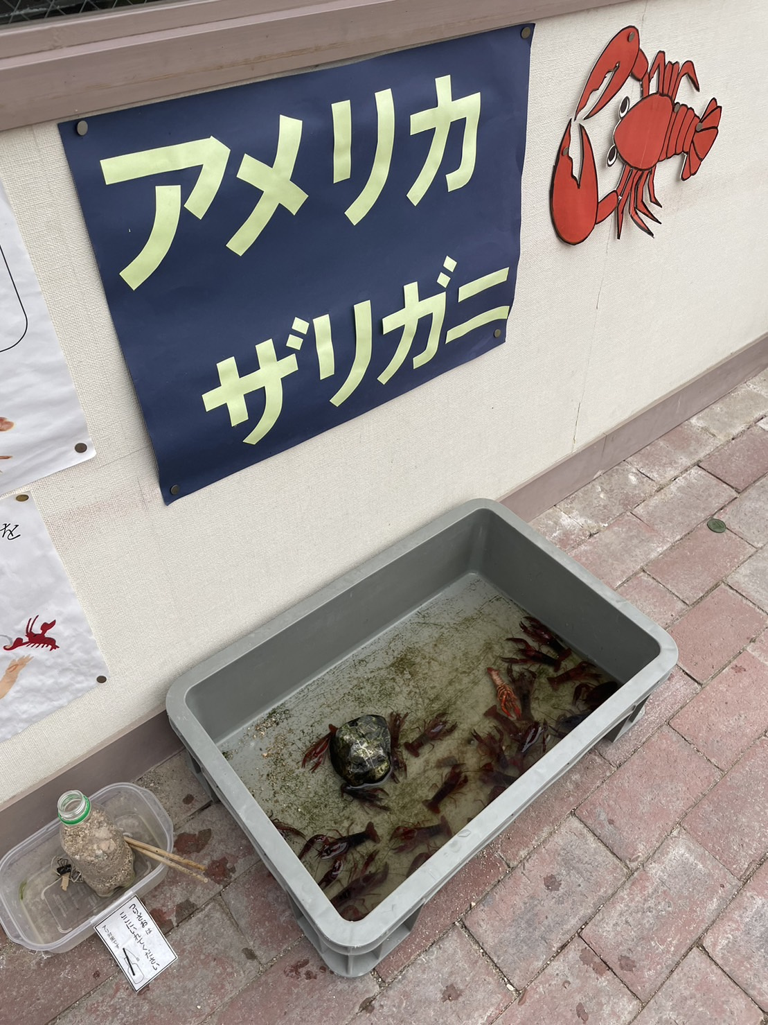 めだかの学校の画像