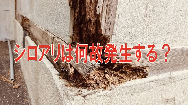 シロアリは何故発生する？【高崎不動産情報ライブラリー】の画像