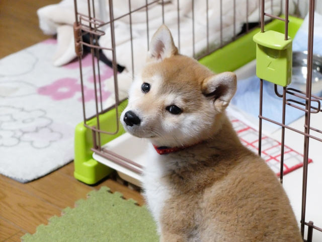 ペット可の賃貸物件の選び方とは？物件の種類や選ぶコツ・注意点もご紹介の画像