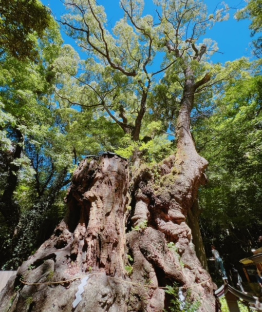 来宮神社の画像