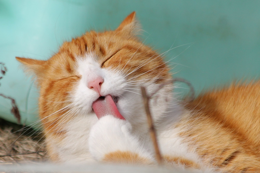 香川県にある猫カフェ「森の猫 Pato’s Cafe」 と「Cat Living NANA」についてご紹介の画像