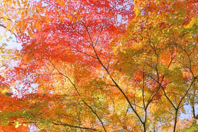 寒露の画像