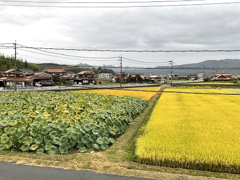 東広島の秋！私の小さい秋、干し柿作りに挑戦中です！の画像