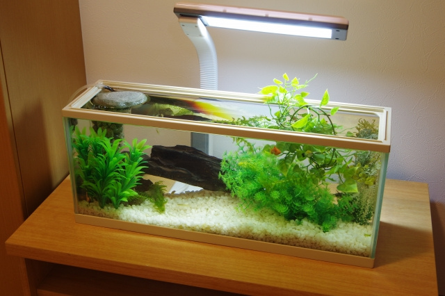 大学生の一人暮らしでもペットは飼える？おすすめのペットなどをご紹介！