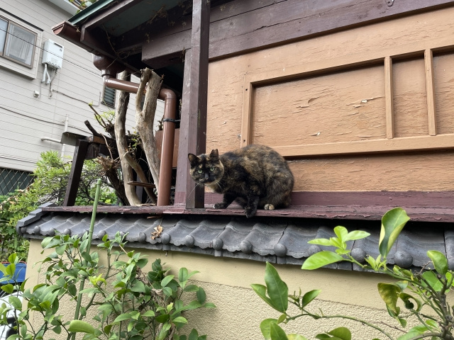 一戸建ては猫が脱走しやすい？脱走防止の対策や注意点についてご紹介の画像