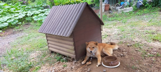 【2025年版】屋外に犬小屋をDIYするときの注意点をご紹介！の画像