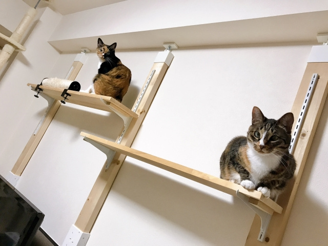 賃貸物件でキャットウォークをDIYするポイントは？材料や作り方をご紹介の画像