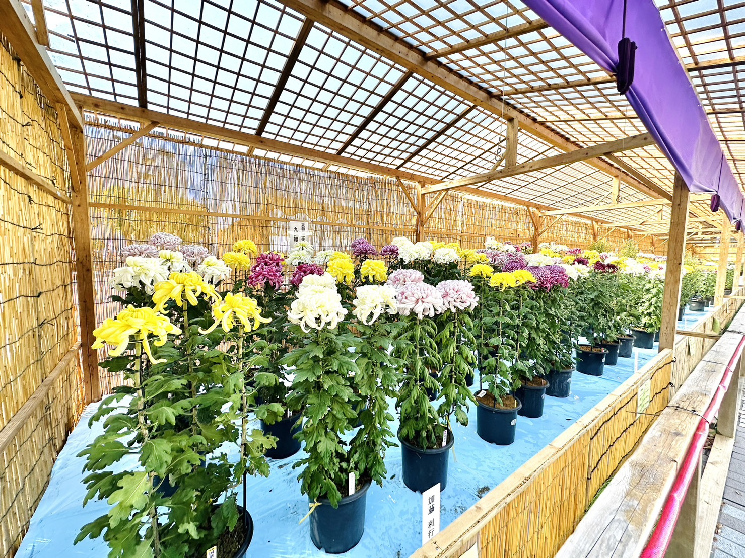 枚方の名物と言えばの画像