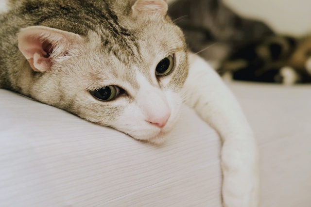 【入居途中からペットを飼育することは可能か】まとめ