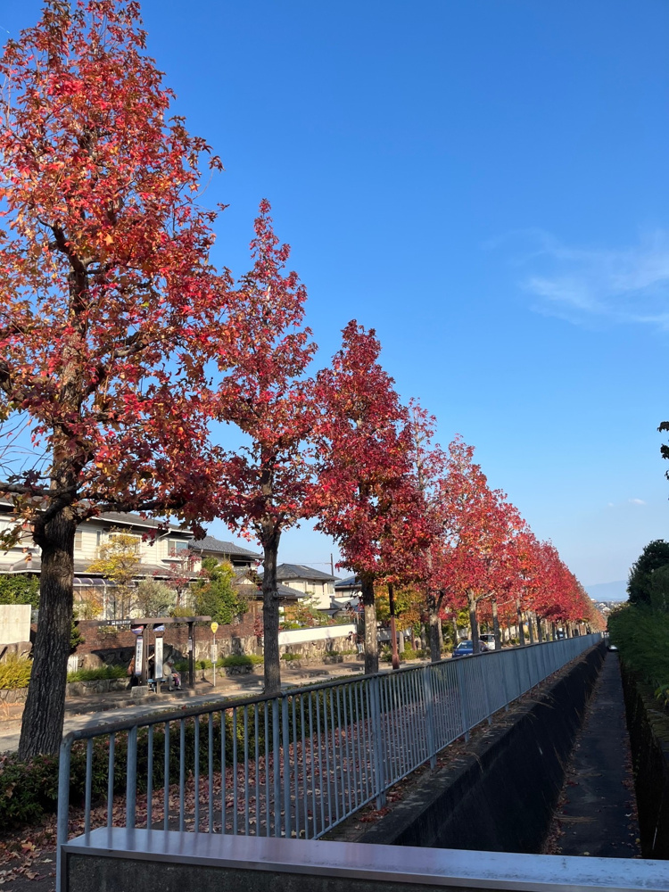 紅葉の画像