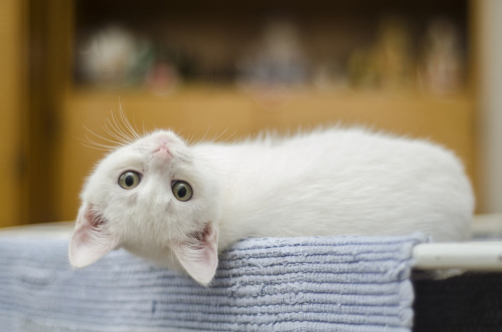 高松市にあるヘアレスキャット専門の猫カフェ「SPHYNX CAT CAFE」をご紹介！の画像