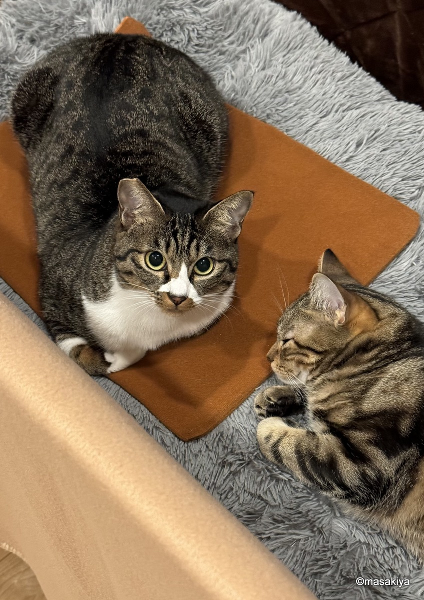 電気敷きパッドの画像